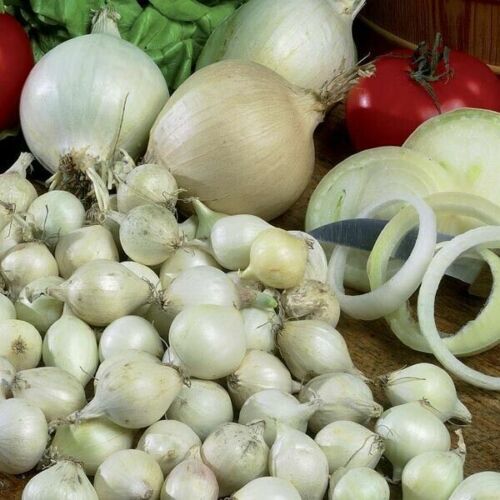 Onion sets snowball onions - sets,