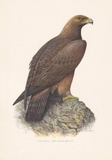 1960 GOLDEN EAGLE Bird Print -