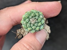 Strombocactus  disciformis cactus