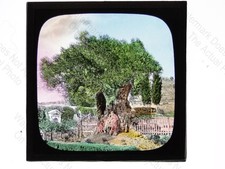 Garden Gethsemane Ancient