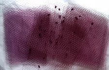 Job Lot Wine  & Plum  Veiling