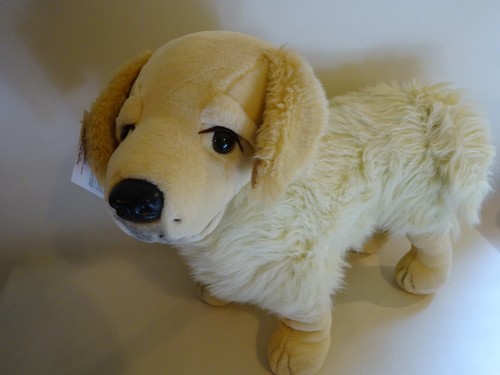 Golden retriever puppy - golden,