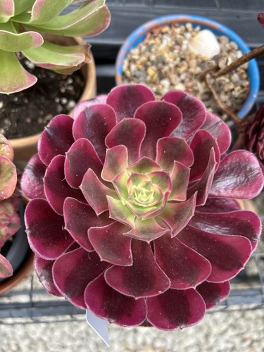 Rare aeonium medusa - rare, 'medusa'