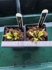 Venus Fly Trap " IS Banana