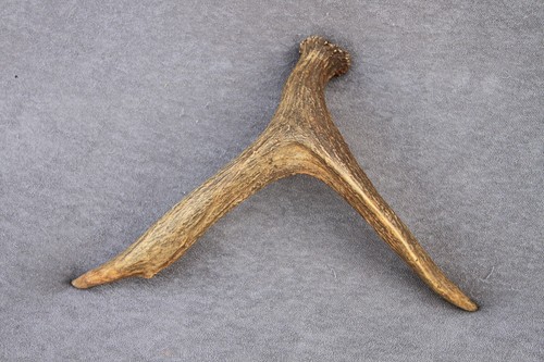 Wild moose antler horn - antler, (horn