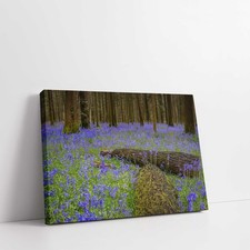 Carpet of bluebells in the