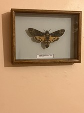 Stunning Death's Head hawk moth in solid oak frame