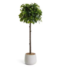 Rounded Bay Tree In Pot 38cm For Indoor & Outdoor - New Bottom Is Broken