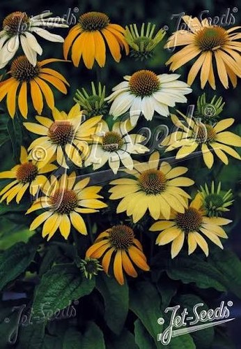 Echinacea purpurea mellow - purpurea,