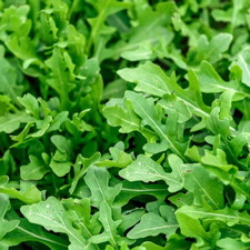 Slow Bolt Arugula Seeds for