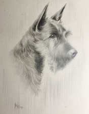 H W Hellings Terrier Dog Drawing British Artist 1873–1948 Pencil Portrait