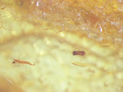 Pliocene amber from africa - amber,