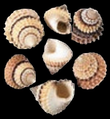 Candy snail shells 2 to - candy, 1/2