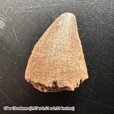 Perfect fossil gift - mosasaur