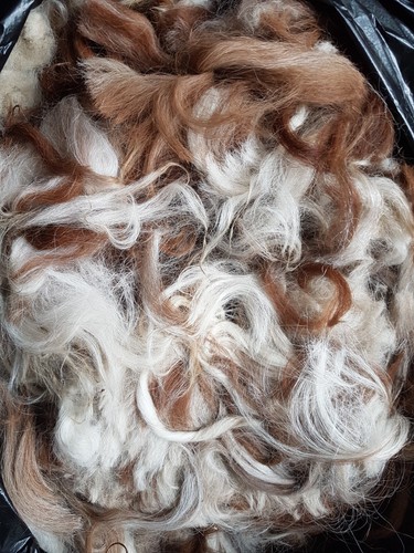 Alpaca fleece wool fibre bird - fleece,
