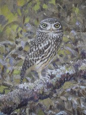 Little Owl. Original oil by