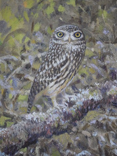 Little owl original oil - owl.,