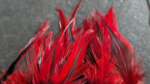 Hot red badger feathers - hot,