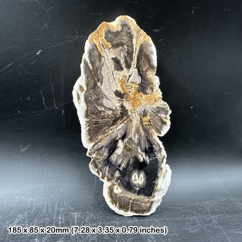 Polished palm tree petrified