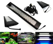 Aquarium Plant Growth Marine