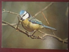 POSTCARD E3-4 ANIMALS BLUE TIT