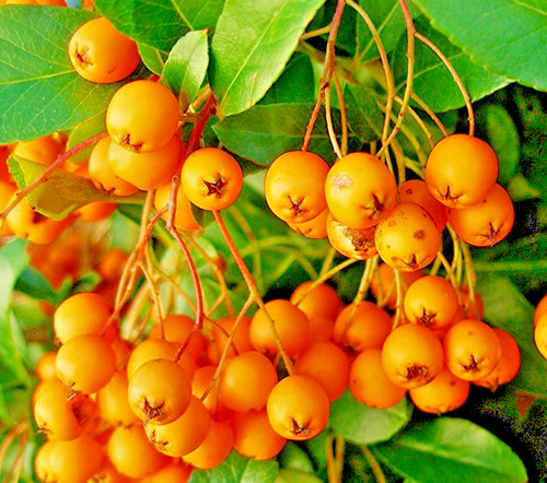 Pyracantha golden charmer 9cm - charmer,