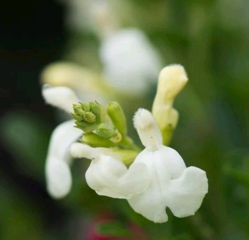 Salvia clotted cream hardy - clotted,