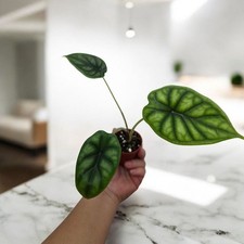 rare house plant | Alocasia 'Dragon Scale' | indoor