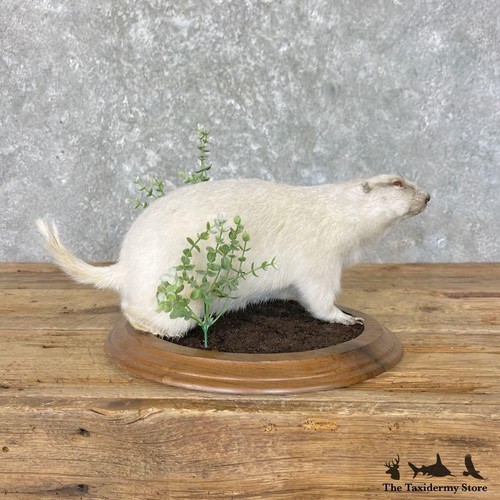27599 albino prairie dog - |,