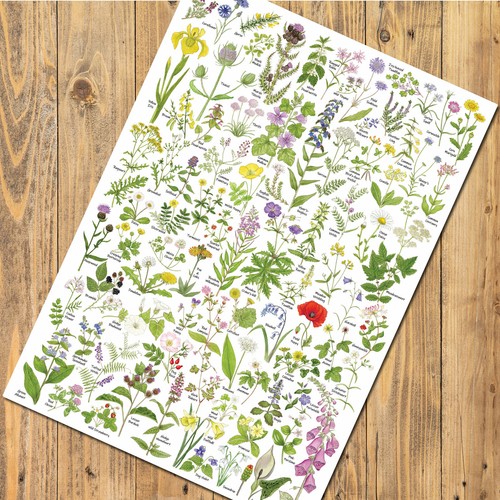British wild flowers - flowers, art