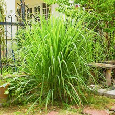 50 Tropical Giant Lemon Grass Seeds to Plant & Grow East Indian Kitchen Herbs