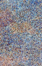 Bessie Pitjara. Highly Collectable Aboriginal Art.  Incl COA, and photo's