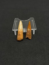 2  Pterosaur Teeth (3.5cm+