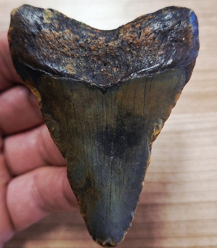 Usa megalodon tooth - tooth, tand