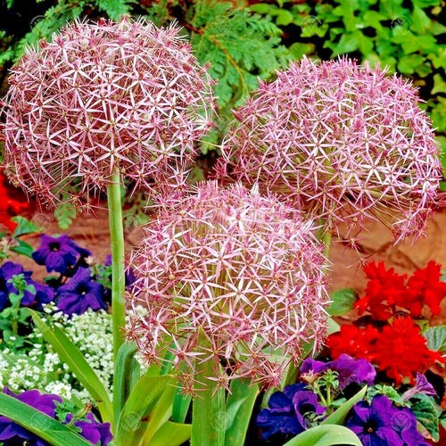Allium christophii giant - x,