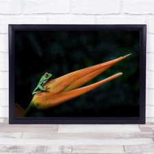 Red Eye Frog Flower Colour
