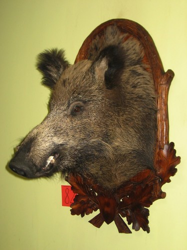 Wild boar head large - (82), +