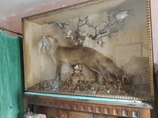 Antique Victorian Taxidermy Diorama Fox with Rabbit – Original Display Case