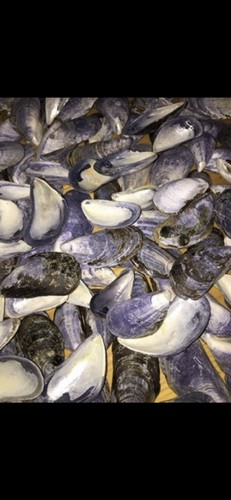 2500x mussel shells - 2500x,