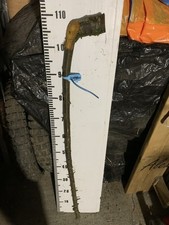 1.1 M Blackthorn Thorny Shank
