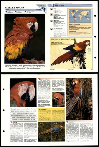 Scarlet macaw 271 birds - macaw, #271