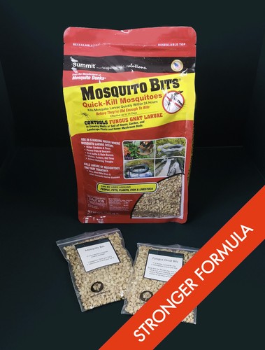 Mosquito bits fungus - mosquito, gnat