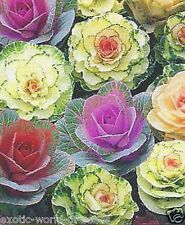 DECORATIVE /ORNAMENTAL CABBAGE SEEDS MIX HYBRIDS & COLOURS ALL WINTER 
