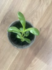 Etiolated Jade Plant - 5/15cm