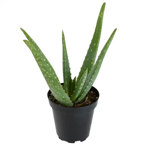 Live aloe vera succulent - live,