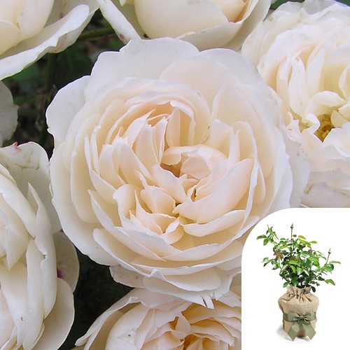 Shrub rose guardian angel - shrub,