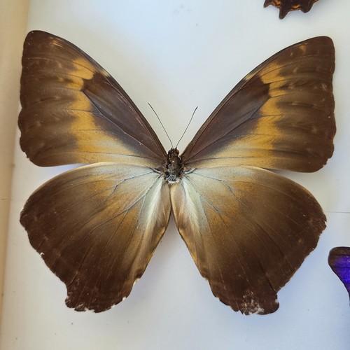 Morpho cisses insect specimen - cisses,