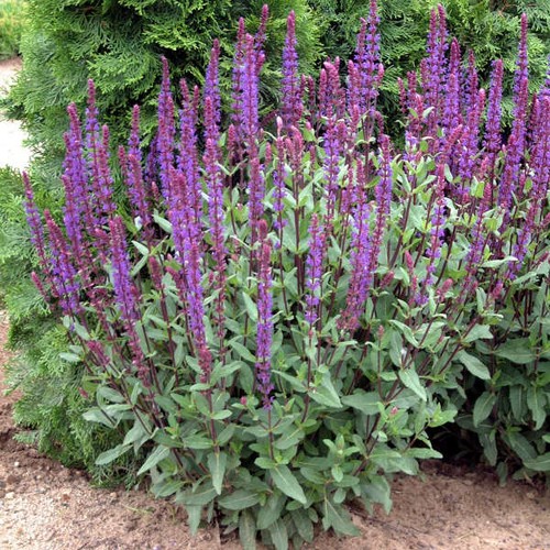 Salvia nemorosa caradonna - salvia, 6