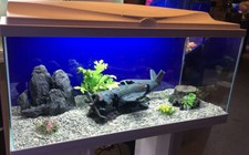Large fish tank - fish, aquarium