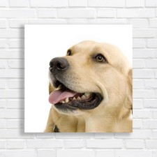 Labrador Retriever Portrait
